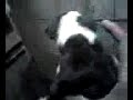 tookie pups 4