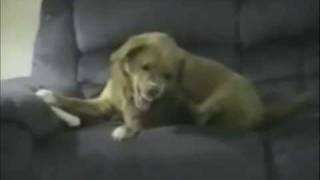 Die Lustigsten Tier Videos