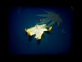 music video from clogs's album lantern on brassland records.