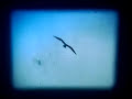 music video from clogs's album lantern on brassland records.
