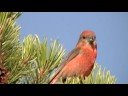 Red Crossbill Finches, Yellowstone National Park