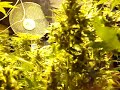 Lowryder#2 Grow!!! Lowryder#2 Grow!!!