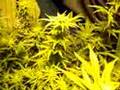Lowryder#2 Grow!!!