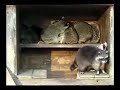 caturday or birthday caturday or birthday