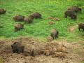 wild boars (diviaky)