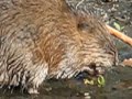 muskrat muskrat