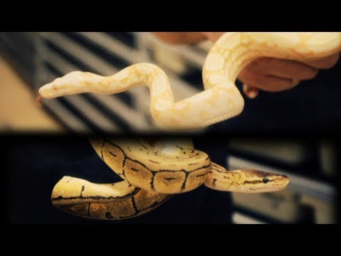 YouTube reptile video