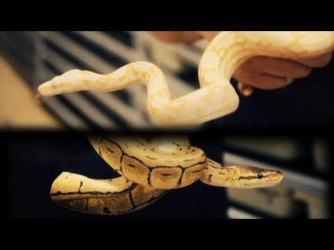how to care for a royal python