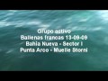 Grupo activo ballena franca austral