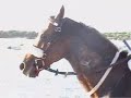 carreras-de-caballos.html