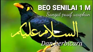 Beo Bicara 10 Kata Mp3 Gratis Music Video Tv Radio Zone