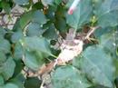 Hand Fed Hummingbird Chick (2) Hand Fed Hummingbird Chick (2)