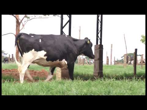 LOTE 160 - CLARETE, GERAÃ‡ÃƒO, CIGANA...