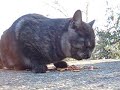 向麻山の捨て猫