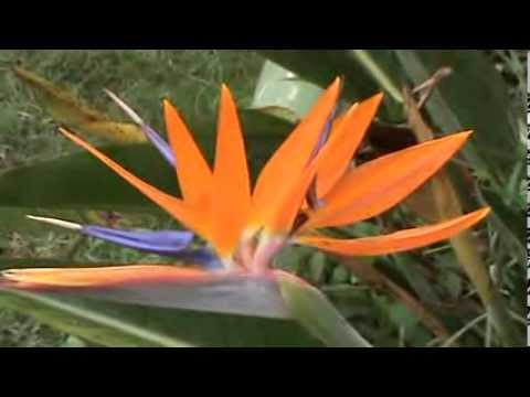 how to transplant strelitzia