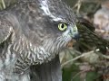 Sparrowhawk takes out a magpie in my garden in Sussex, If your squeemish, a doo gooder or don't approve of this video, please just remember, IT'S NATURES BALANCING ACT - FOR ONE ANIMAL TO SURVIVE, ANOTHER MUST DIE.