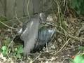 Sparrowhawk takes out a Magpie in Sussex