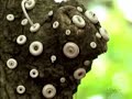 plantes carnivores