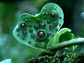 plantes carnivores