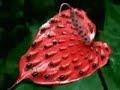 plantes carnivores