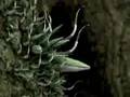 Plantes Carnivores