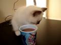 videos de Eduard drinkt chocolademelk