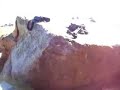 Saker falcons, Mongolia Saker falcons, Mongolia