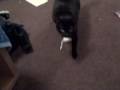 Pookie Plays Fetch!