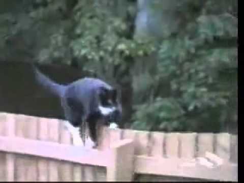 Funny Cats - LOL =)) =))