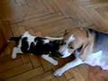 Beagle video