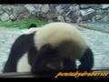 Panda cub 　子パンダ明浜