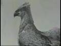 Can you dance the Hippogriff?