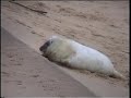 Grey Seal Pup Inspects Sea Defences