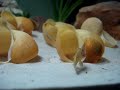 Ocellatus Gold F0
