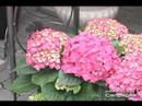 � la Bo�te � Fleurs - (450)622-0341