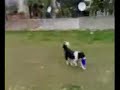 Gypsy Border Collie Dog Show