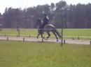 Hengstenkeuring Breiğablik #1 Hengstenkeuring Breiğablik #1