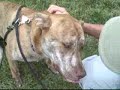 *ADOPTED* Sawyer 5413478 Humane Society Colorado Adopt