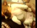 spokey is dreaming