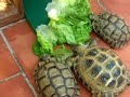 Testudos Graecas y Testudo Horfieldii comiendo cogollos