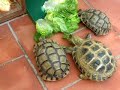 testudos-graecas-y-testudo-horfieldii-comiendo-cogollos.html