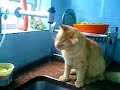 Gato bebendo �gua de torneira