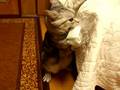 猫・★立ったよ！レジ袋で遊び出す①