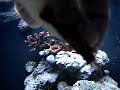 Camarão Bailarino Comendo Na mão (Feeding Peppermint Shrimp) 