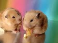 Chmurka AND Bu?eczka - Dinner Together