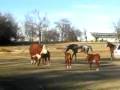 cows roamin in pasture