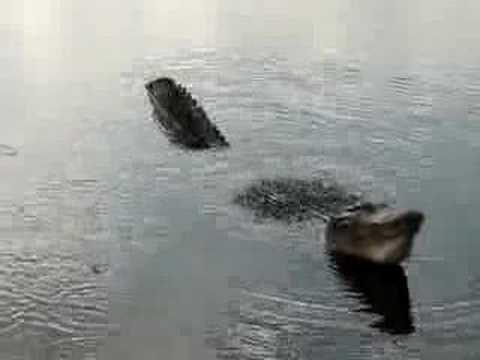 Male Alligator
