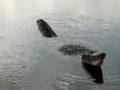 Alligator Territorial bellows