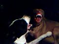 Tuc and Stafford, play fighting Tuc and Stafford, play fighting