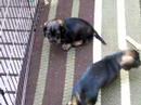 More Puppies at Play